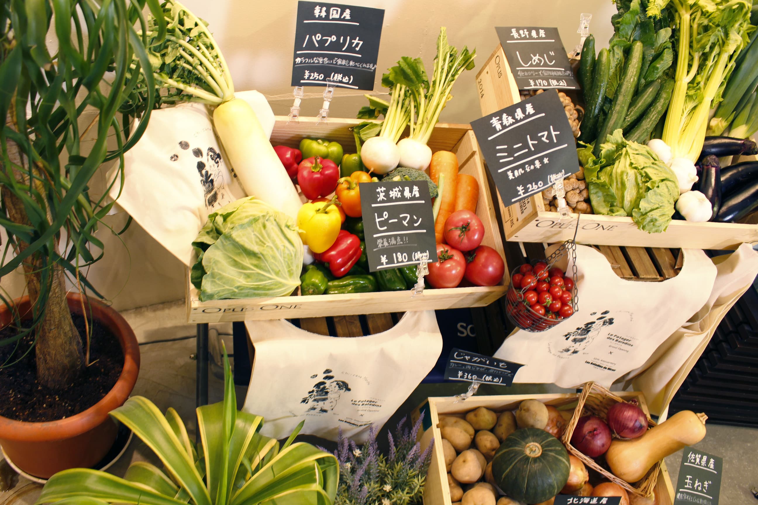 le_potager010.jpg